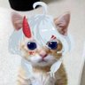 Innzer 的头像