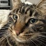 Remi profil fotoğrafı