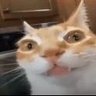 div's profile picture