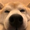 ululani ꕤ︎︎·͜· ︎︎こころべ profil fotoğrafı
