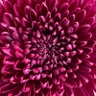 Capulí C.'s profile picture