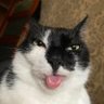 Profilbild von DINNKA