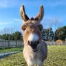 Kagnew profil fotoğrafı