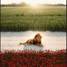 Фото профиля ImmortalShirSun