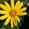Фото профиля Mari Flor