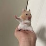 Benham's profile picture