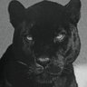 ساشاسبليمنال369💍ء.'s profile picture