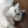 たっぺ profil fotoğrafı