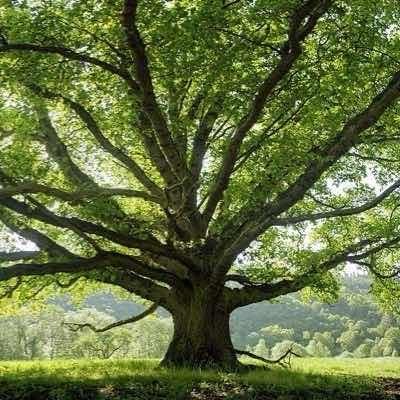 Tree Bark's profile picture