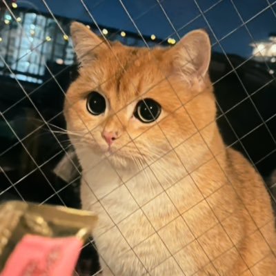 🥬肉太郎🥬's profile picture