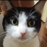 akiko100%'s profile picture