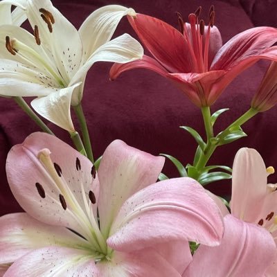 libraryofrel's profile picture