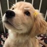 Фото профиля มาโลหัวใจอั่ยอ้วรร🐶