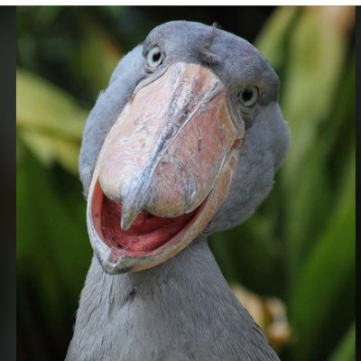 sakamichiuliuri's profile picture
