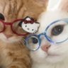 liz lee's profile picture
