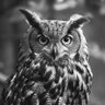 Profilbild von DigitalShieldAI
