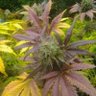 Safe Harbour Farm's profile picture