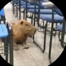 Capivara's profile picture
