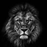 🦁 的头像