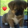 Coşkun Şen's profile picture