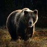 Dexter Bear‼️ profil fotoğrafı