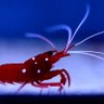 Profilbild von NoahCrawfish