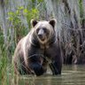 Фото профиля Bayou Bear