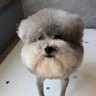 Statement Dog 的头像