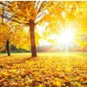 Profilbild von Fall