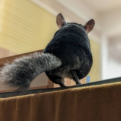 chobikuro311's profile picture