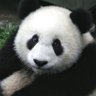 panda sem filtro profil fotoğrafı