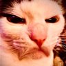 THE ANGRY CAT MAN profil fotoğrafı