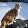 Juicy Juice's profile picture