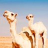 الميار الزوي's profile picture