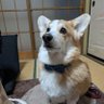 マル's profile picture