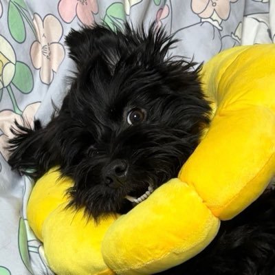 xixi's profile picture