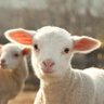Profilbild von Schaap