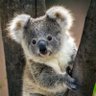 Фото профиля The Drop Bear