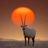 Charan reddy's profile picture