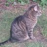 Profilbild von Pepe der Kater
