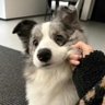 风陵渡's profile picture