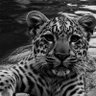 Umut Ozgoren's profile picture