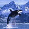 Orca profil fotoğrafı