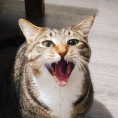 Vidarlas's profile picture