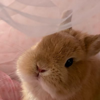 助丸's profile picture
