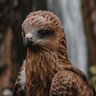 Kartal4242's profile picture