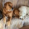 dogsbeathumans2to1 的头像