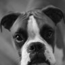 Profilbild von David Hurley