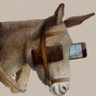 UptownDonkey profil fotoğrafı