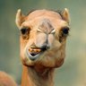 Consistent Camel 的头像